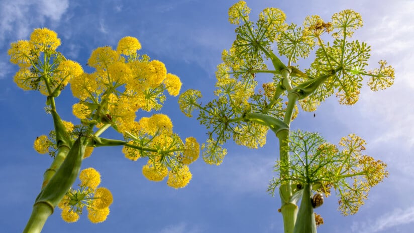 Giant fennel may improve sexual well-being, menopause symptoms: New research