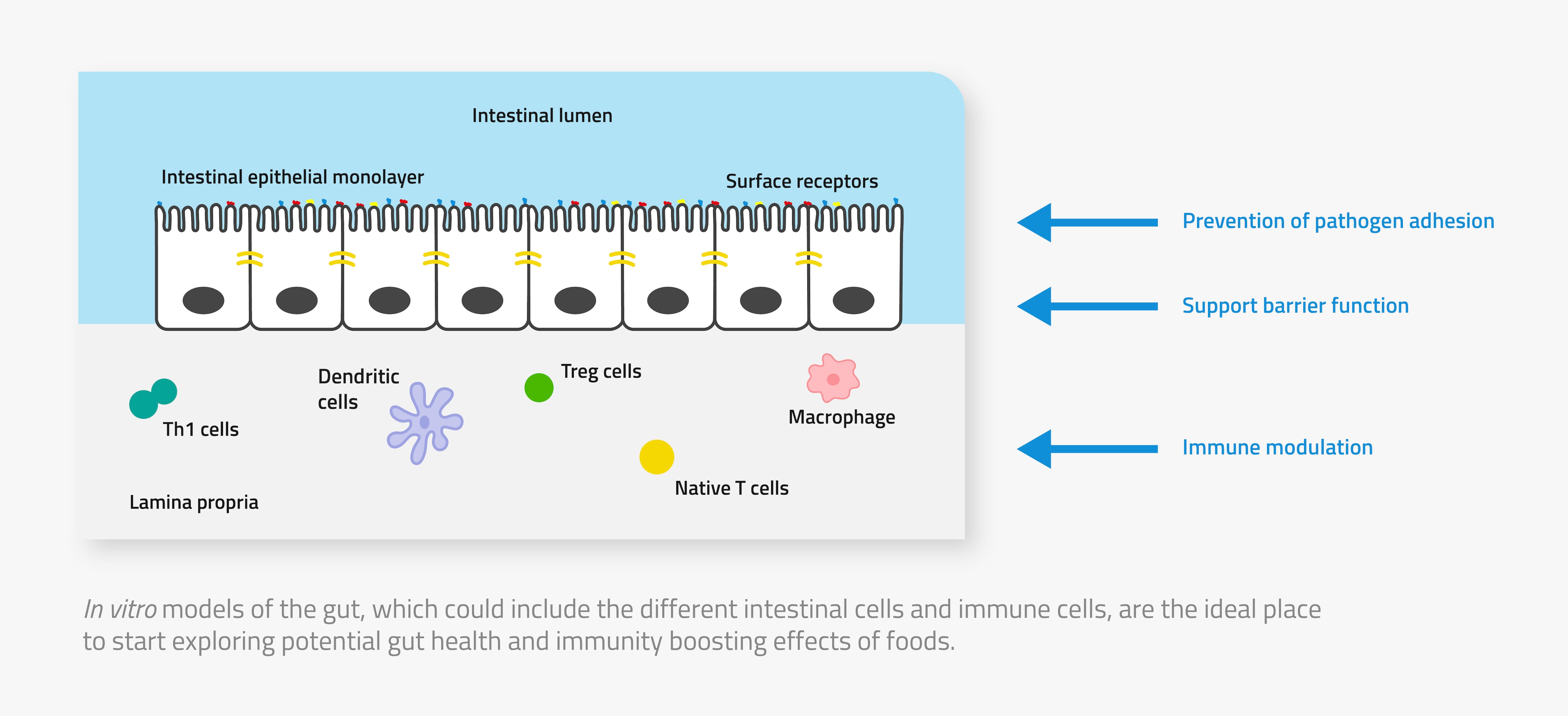in-vitro-model-of-the-gut.jpg