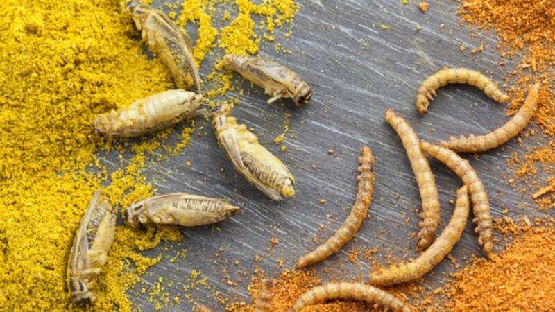 Food for the future: Natural climate conditions and low costs stand Asia in good stead as major insect protein farming region