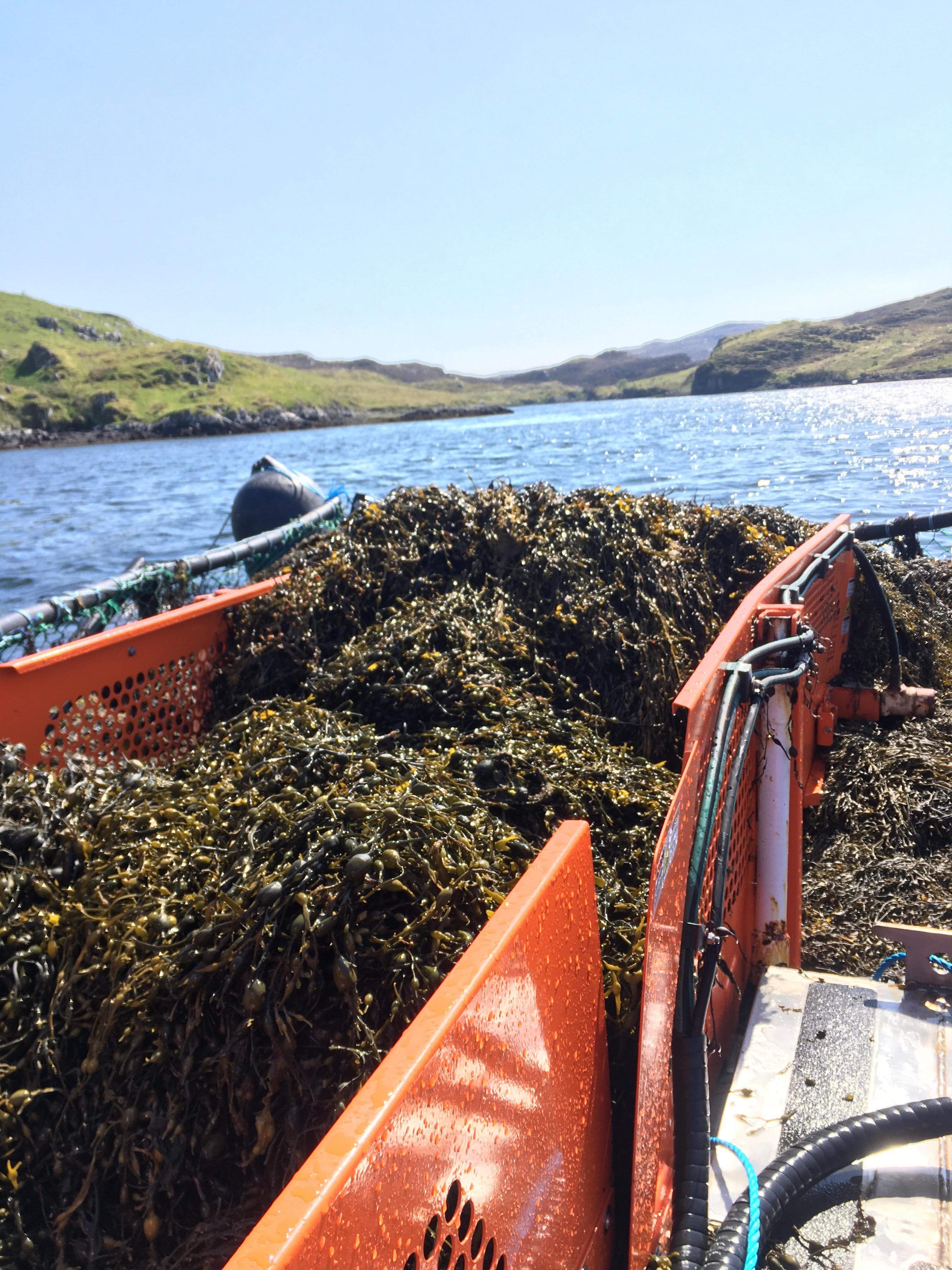 PureSea-Seaweed-in-harvester-2.jpg