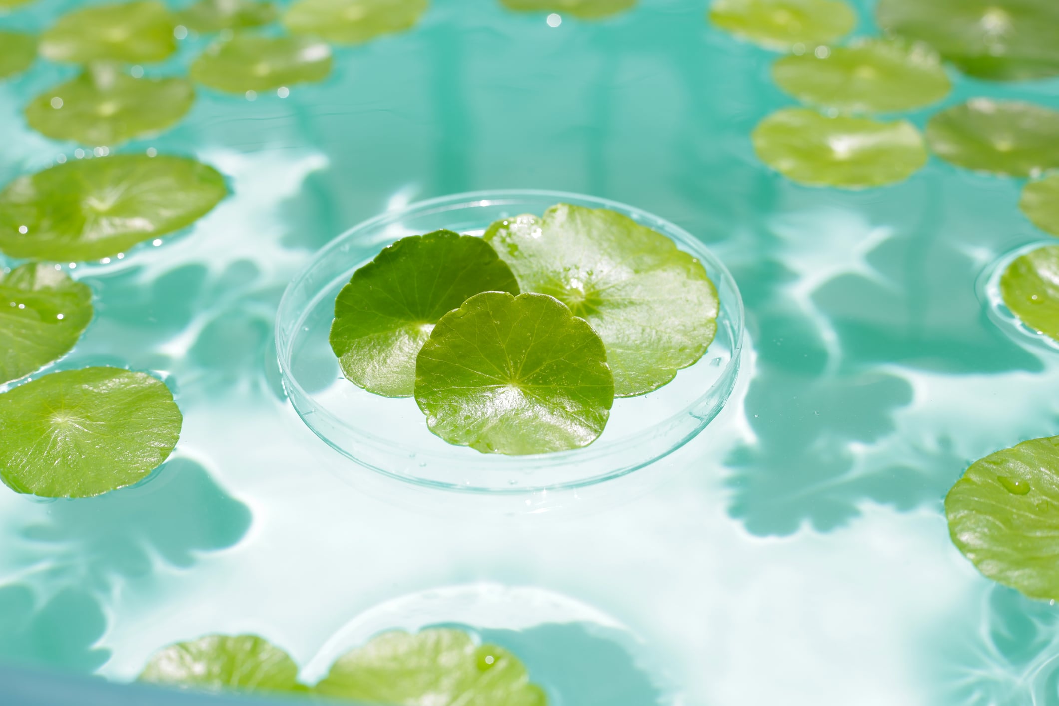 Centella asiatica (Gotu Kola) leaves in petri dish on blue water