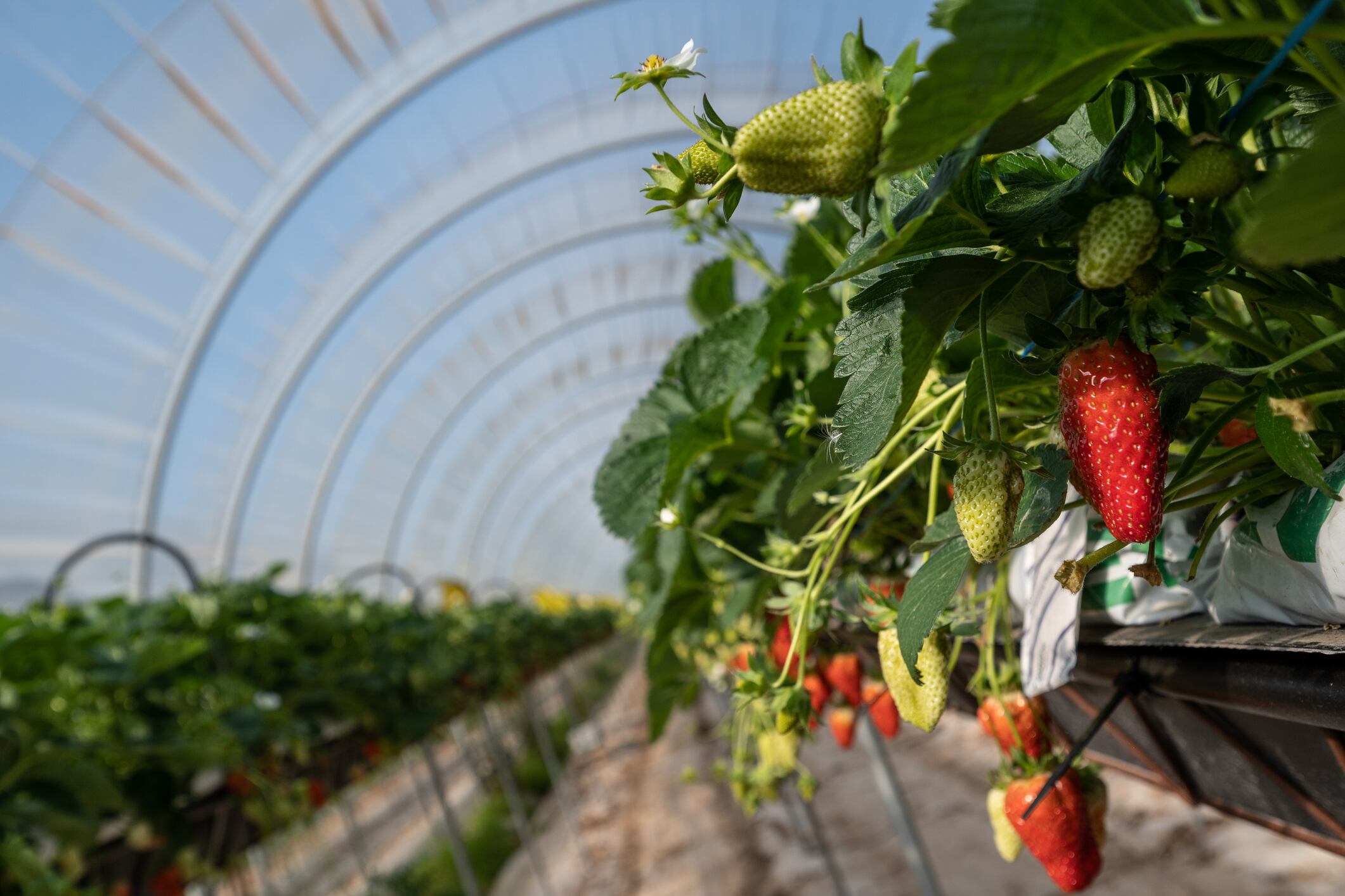 Strawberries growing under green houses in France
