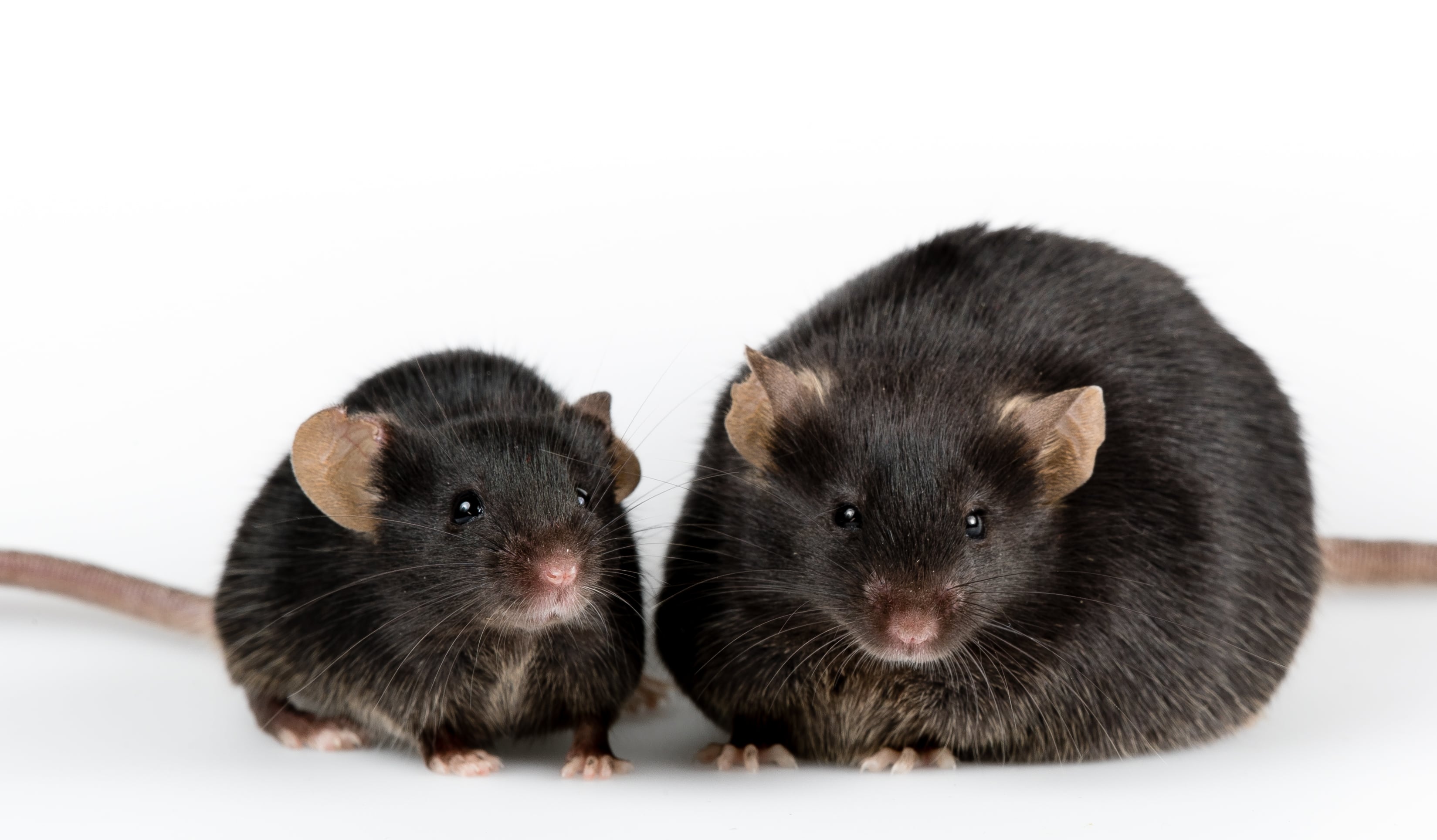 L. paracasei strain shows weight management potential, for mice at least