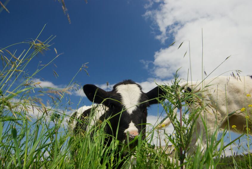 cow-eating-grass-Copyright-DigitalZombie.jpg