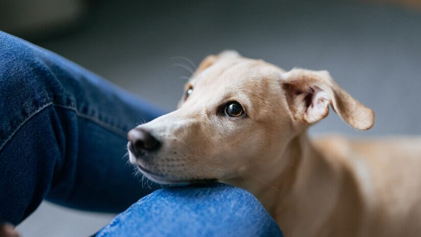 Animal-Biosciences-develops-supplements-to-promote-longevity-in-dogs.jpg