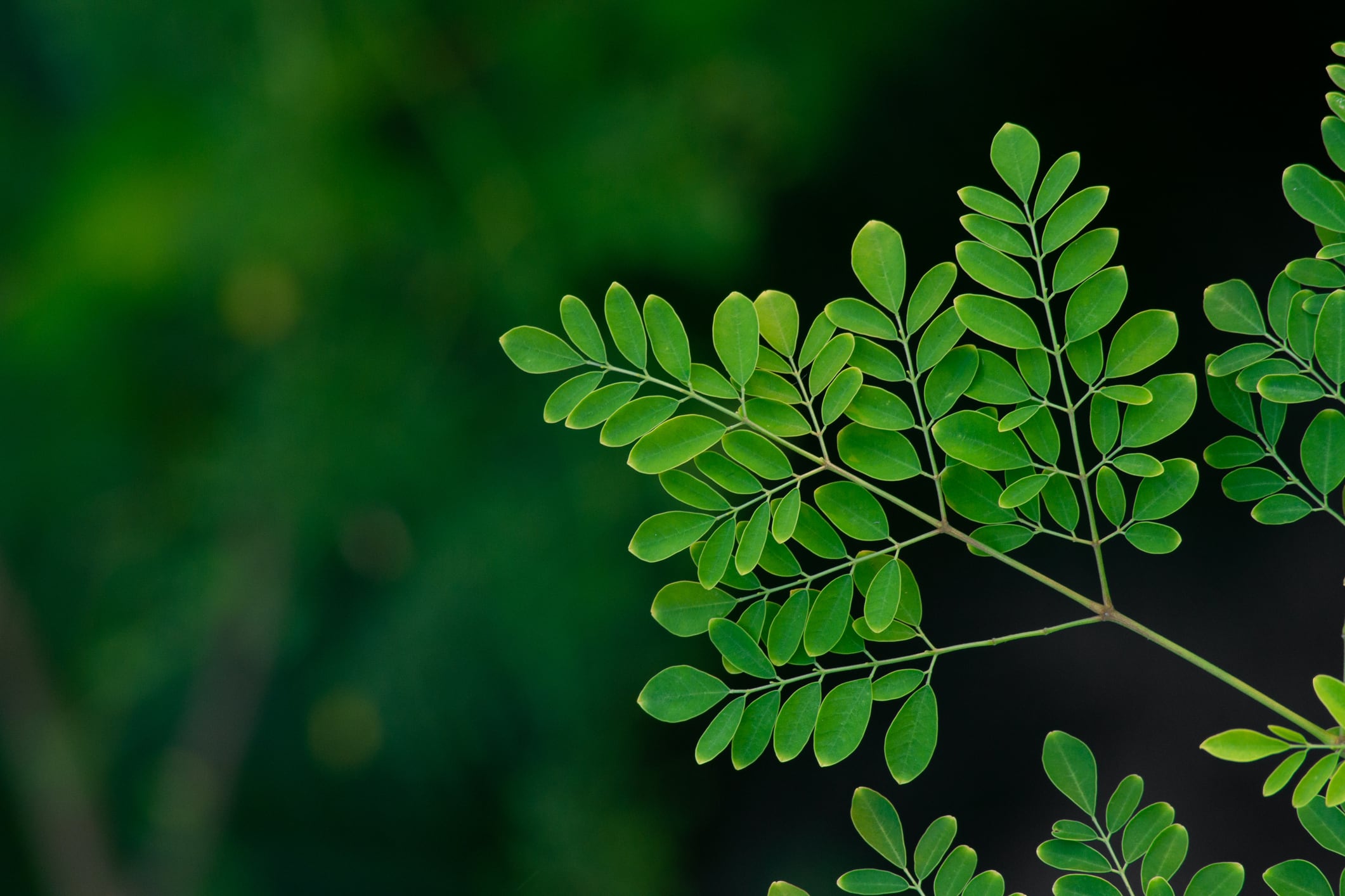 According to FDA, of the 79 people interviewed, including some of the 22 new cases, 70 (89%) reported eating a product containing moringa leaf powder.