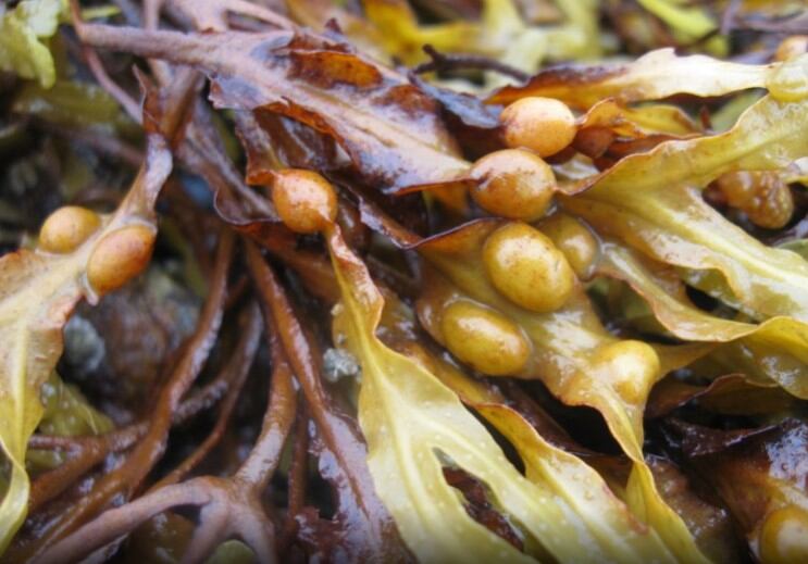 Spanish-authorities-issue-advice-on-safe-Kombu-algae-consumption.jpg