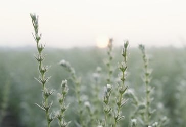 Ahiflower oil gets Health Canada foods approval