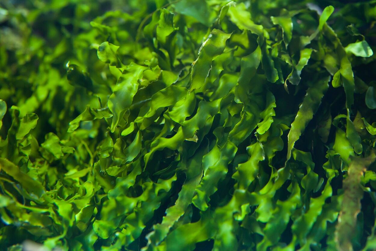 CoreFX talks future of omega-3s and exploring alternative sources of fatty acids