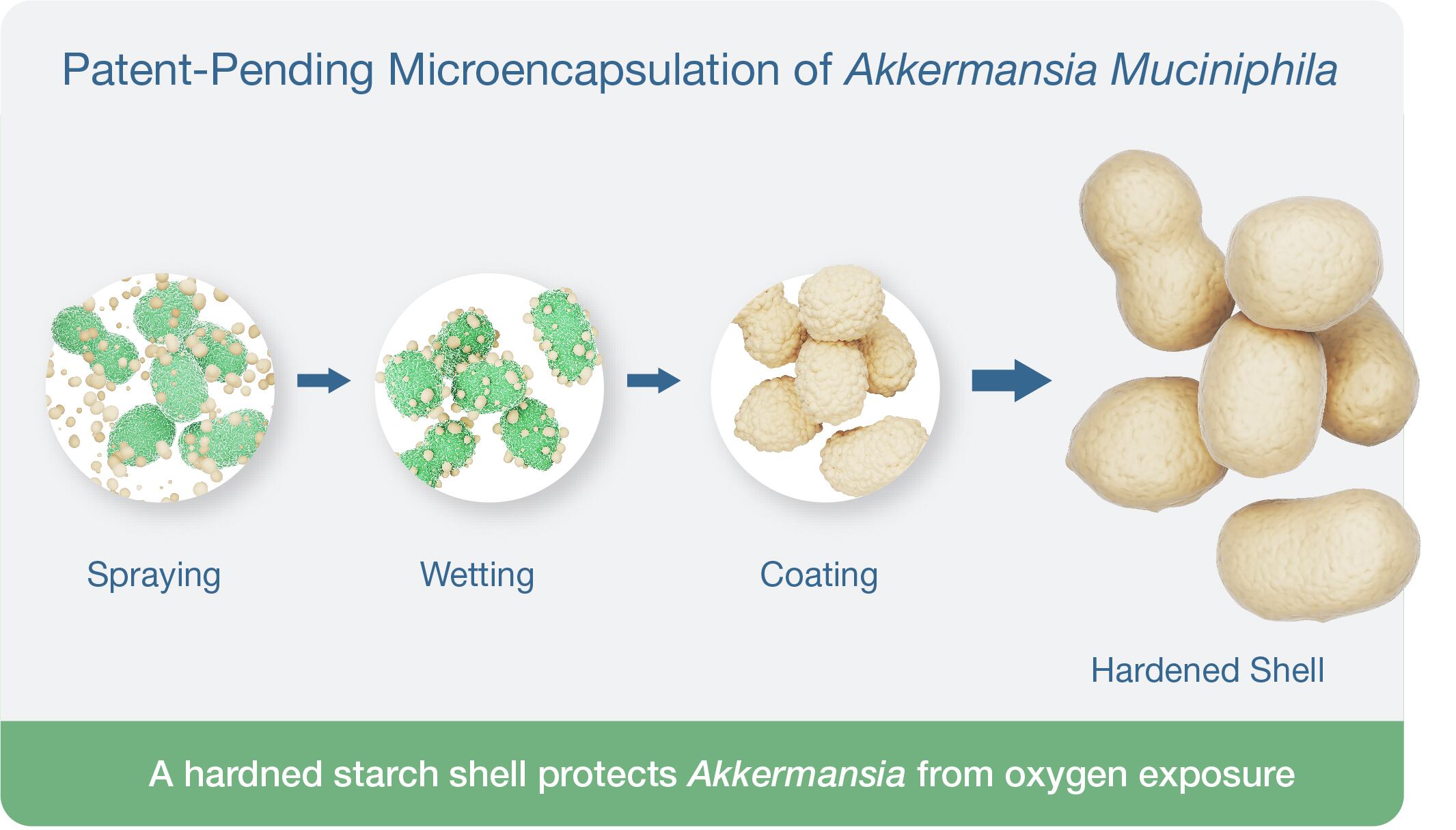 A hardened starch shell protects Akkermansia from oxygen exposure