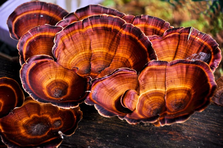 Is Reishi still the ‘Queen of Mushrooms’ in the eyes of the consumer? 