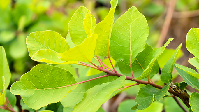 How fisetin is changing the anti-ageing industry with sustainable innovation
