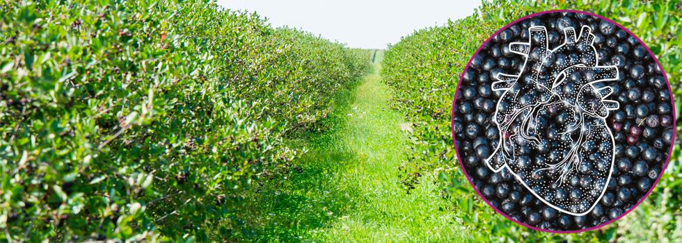 Why-Aronia-Berry-is-a-Must-for-Cardiovascular-Health.jpg