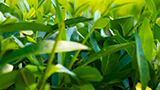 Organic DHA algae oil: Satisfying consumer demand for dietary supplements and environmental concerns