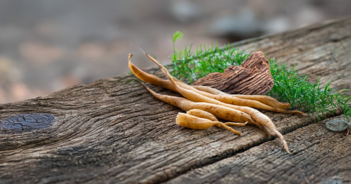 Shatavri supports menopause symptoms and women’s health Shatavri supports menopause symptoms and women’s health