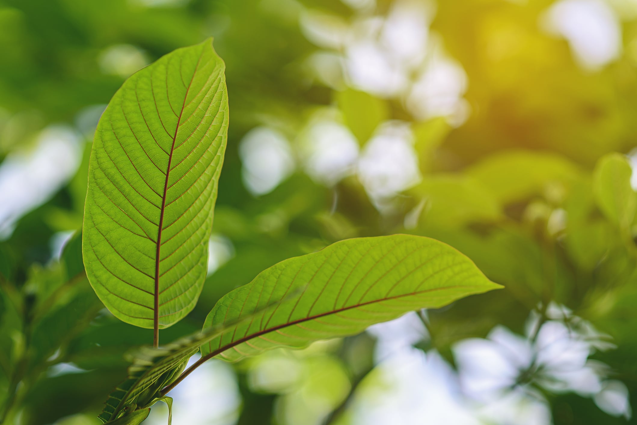FDA seizes ‘adulterated dietary supplements’ containing kratom worth $1.3 million