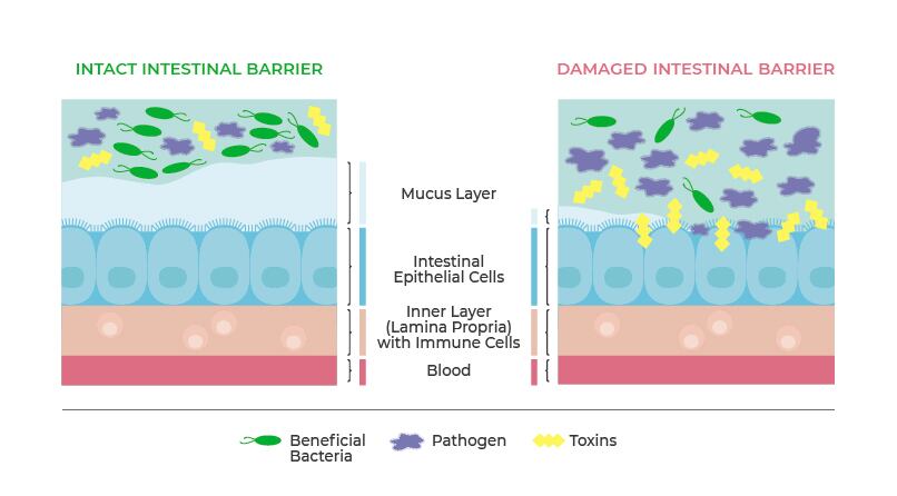 Mucus_infographic.jpg