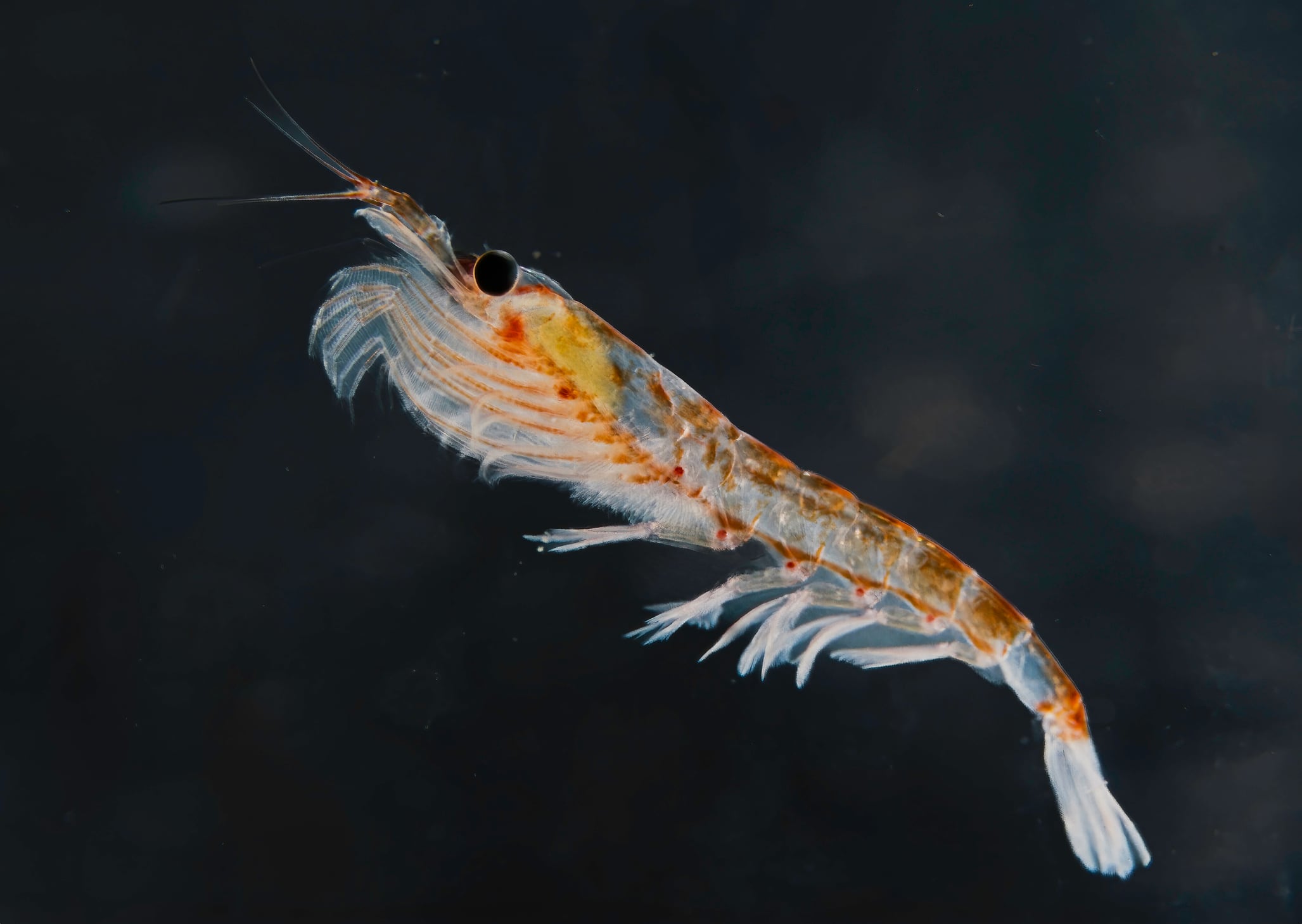 Krill are small, shrimp-like crustaceans which are a cornerstone of the marine food web, particularly in the Antarctic.
