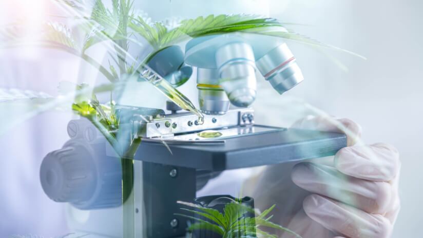 FloraWorks takes new dietary ingredient path for cannabinol