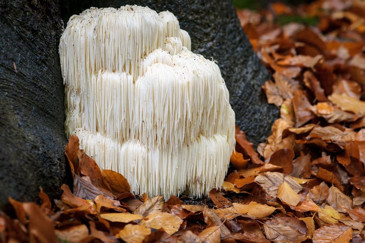 Mushrooms-for-the-mind-Research-concludes-Lion-s-Mane-improves-cognitive-performance-and-reduces-stress.jpg