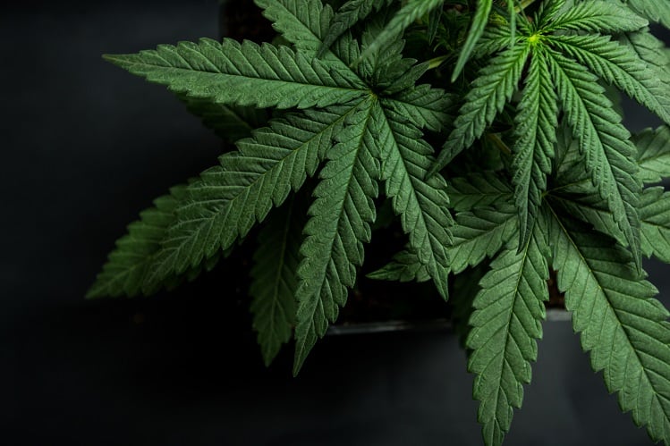 Gaia Herbs starts sales for its new full spectrum hemp extract