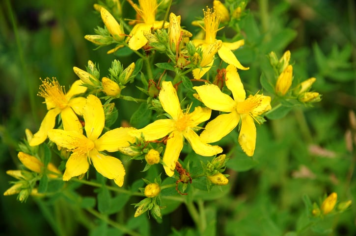 BAPP-lab-document-for-St.-John-s-wort-brings-clarity-to-analysis-of-complex-botanical.jpg