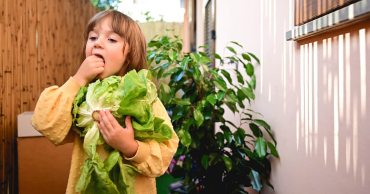 Enriched lettuce as good or better than iron supplements? Enriched lettuce as good or better than iron supplements?