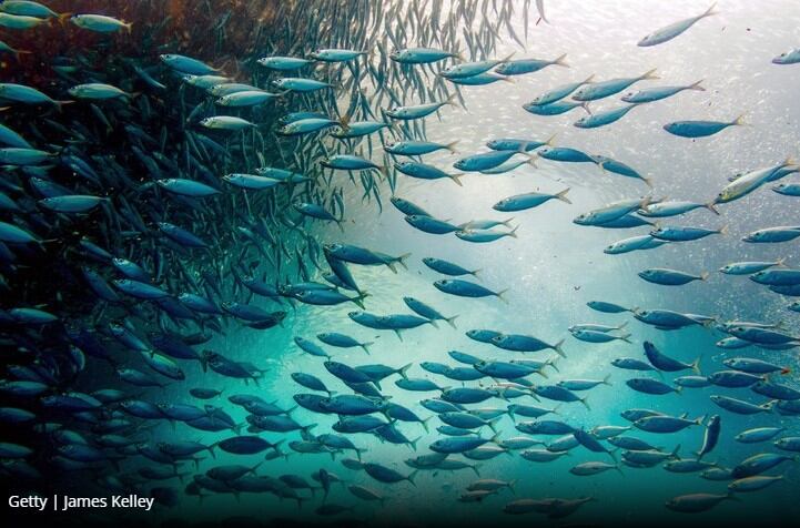 Marine oil tests reveals breach of accepted pollutant levels 