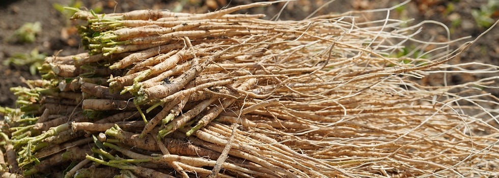 Ashwagandha-root-for-health-in-the-natural-products-industry.jpg