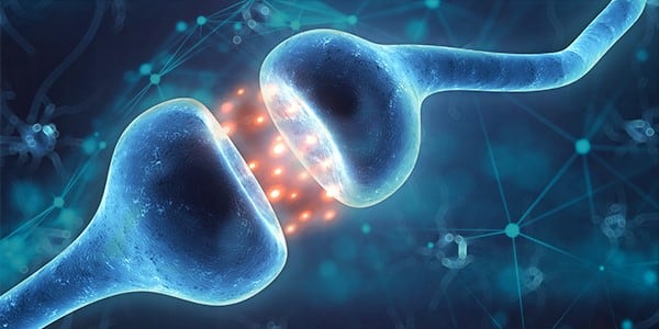 3_pea-endocannabinoid-system-neuron-activity-600x300-2.jpg