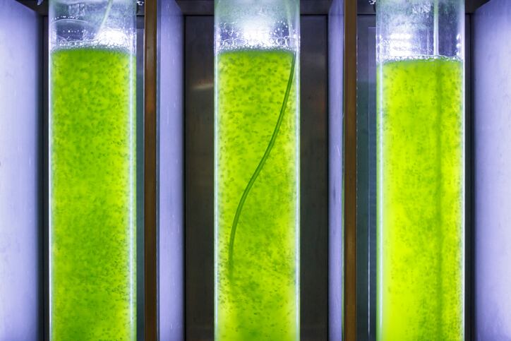 algae-microalgae-protein-omega-3-iStock-Toa55.jpg