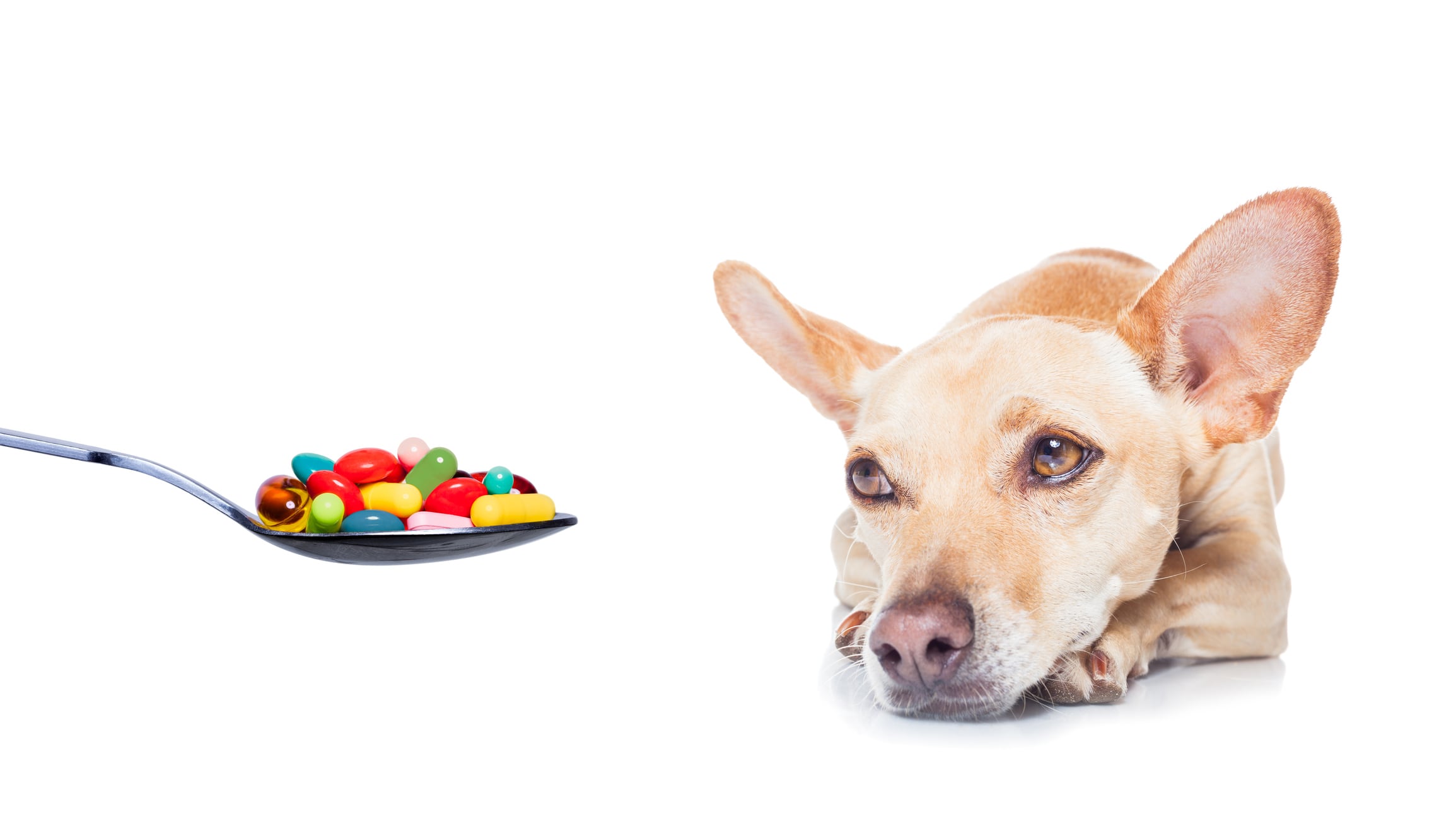 Chewy notches $1 billion in quarterly sales, yet signs of a pet supplement bubble persist