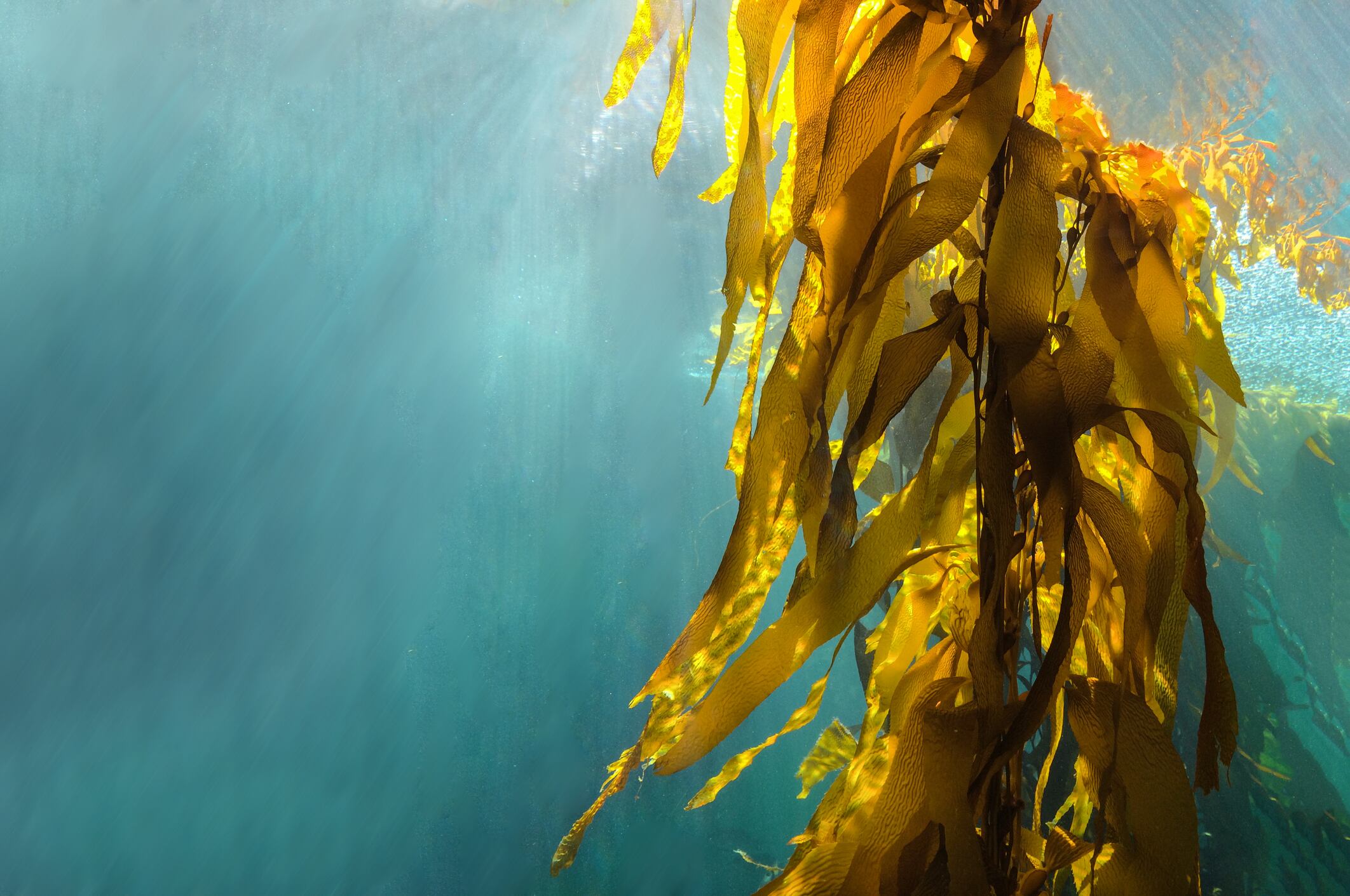 Making sustainable waves: SeaGrown on its plans for the UK's first offshore seaweed farm