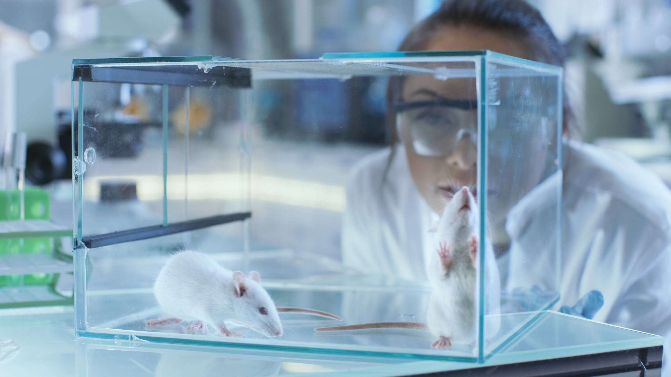 Mice study: Faecal virus transplant shows promise in combating obesity and diabetes
