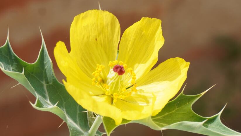 Berberine, found in plants like the Argemone mexicana, has therapeutic benefits for metabolic health.