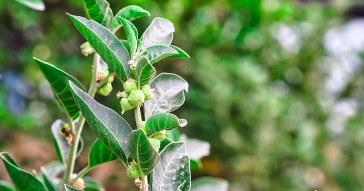 Indian high court grants interim stay on ashwagandha leaf ban