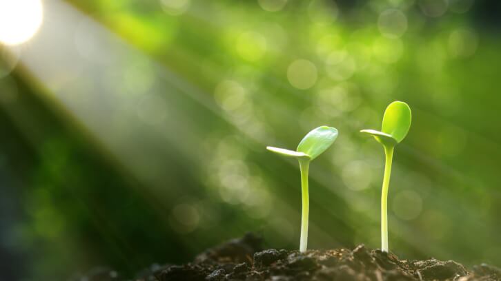 Finding-delicate-balance-along-a-volatile-botanical-supply-chain.jpg