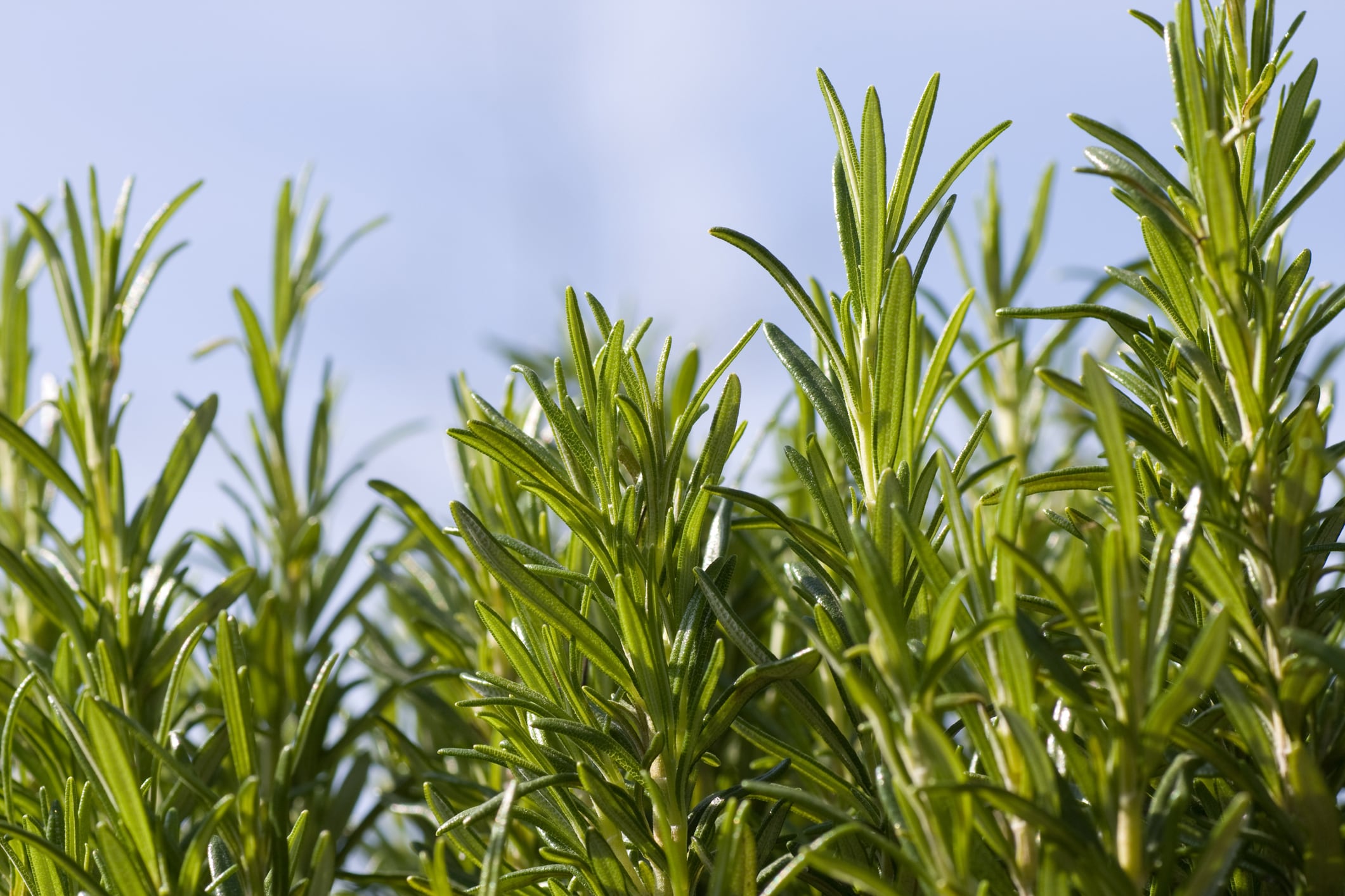 Rosemary and blue sky close-up