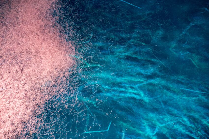 krill-omega-3-fish-marine-sea-biomass-iStock.com-Andrea-Izzotti.jpg