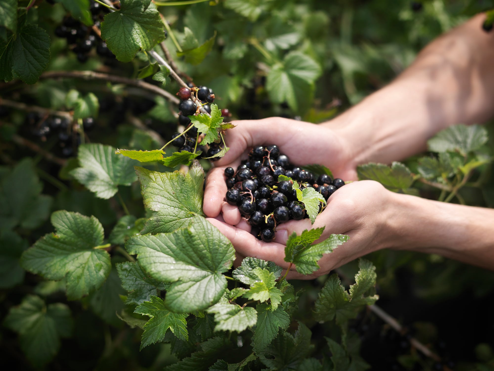 CurraNZ blackcurrant extract may enhance whole-body fat oxidation: Study