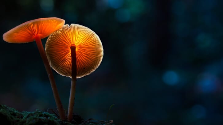 What-is-a-mushroom-Ten-thousand-people-weigh-in.jpg
