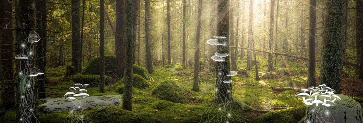 Functional mushroom ingredients