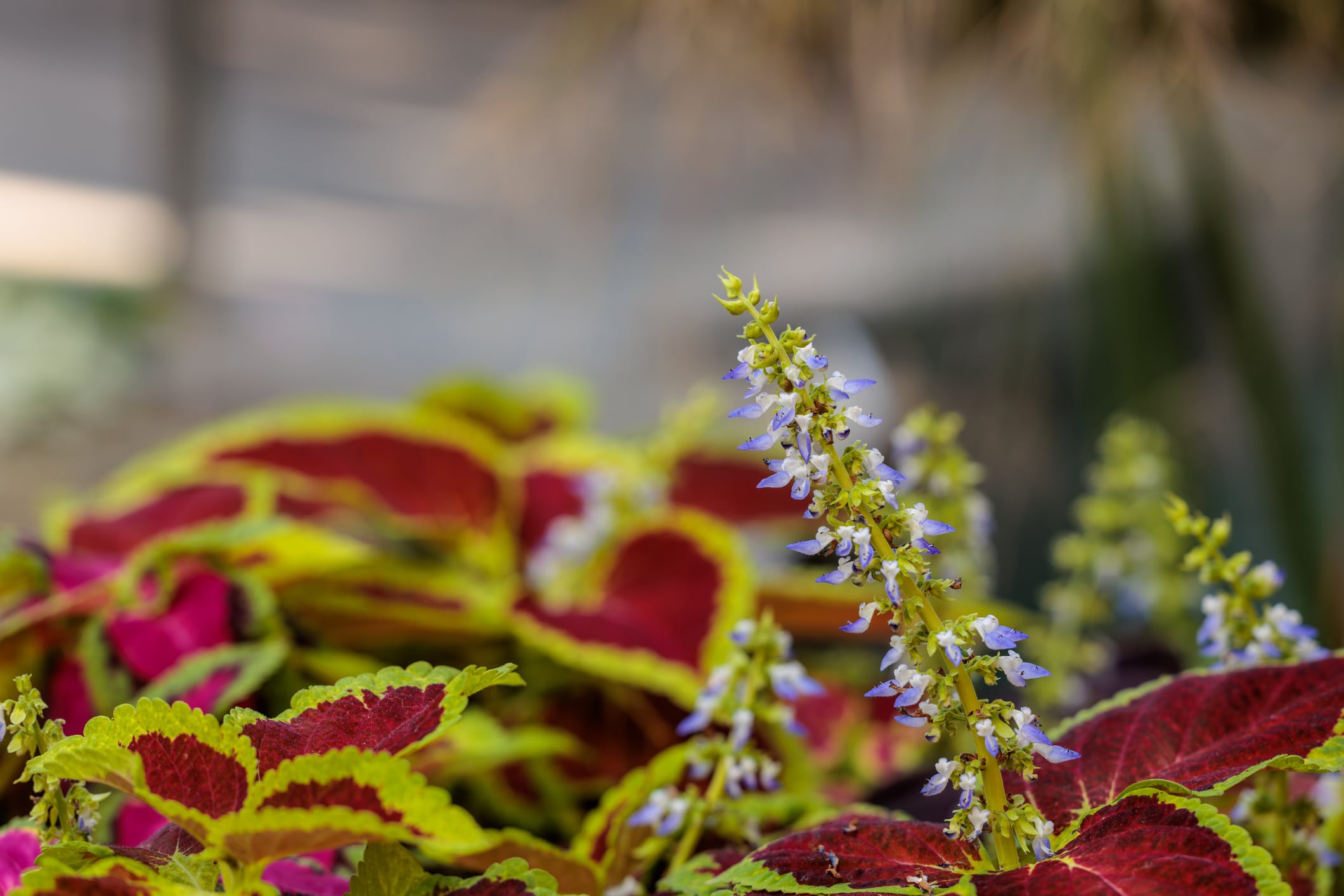 Cellular fat burning: Study shows potential of Coleus forskohlii