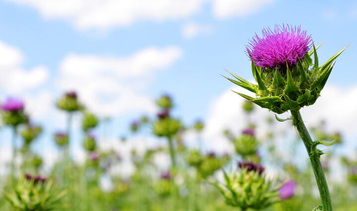Safety first? South Korea proposes new use precautions for ginseng, milk thistle, alongside maltodextrin intake changes