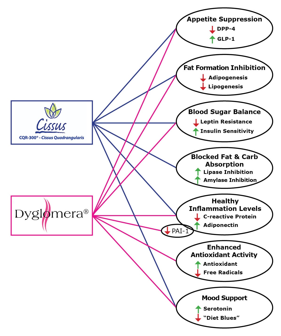 Dyglomera_CQR300 Mechanisms
