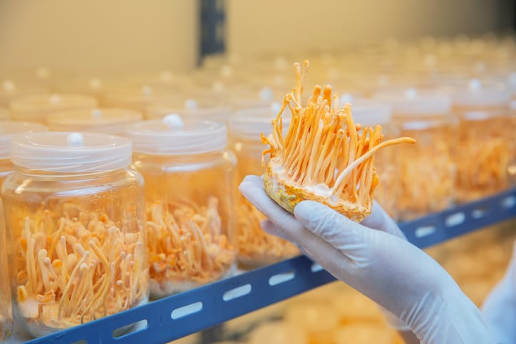 Medicinal-mushroom-brand-Hifas-da-Terra-There-s-no-replacement-for-research.jpg