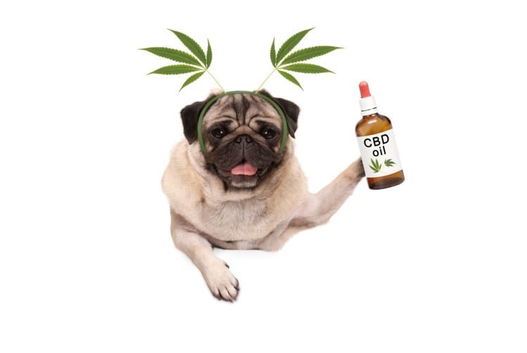 UNPA webinar explores the path forward for CBD: ‘All sides are beginning to lawyer up and lobby up… the stakes are high as clearly the market opportunity is enormous’