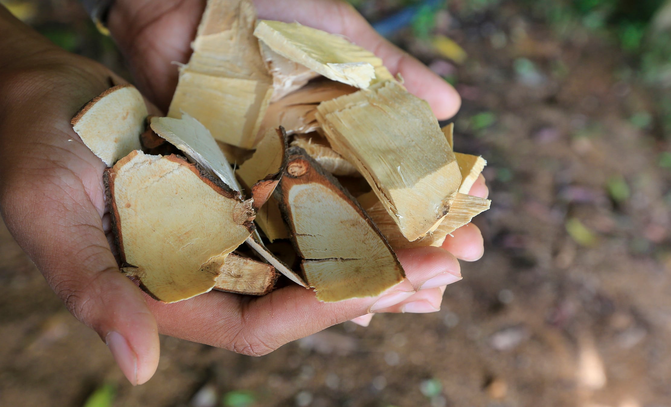 Tongkat Ali may help regulate hormones in young men: Study