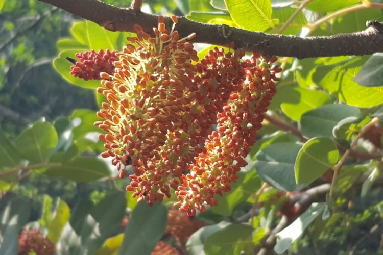 Carob-from-CarobWay.png