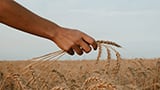 Arabinoxylan from wheat endosperm: a novel prebiotic targeting gut health and immunity